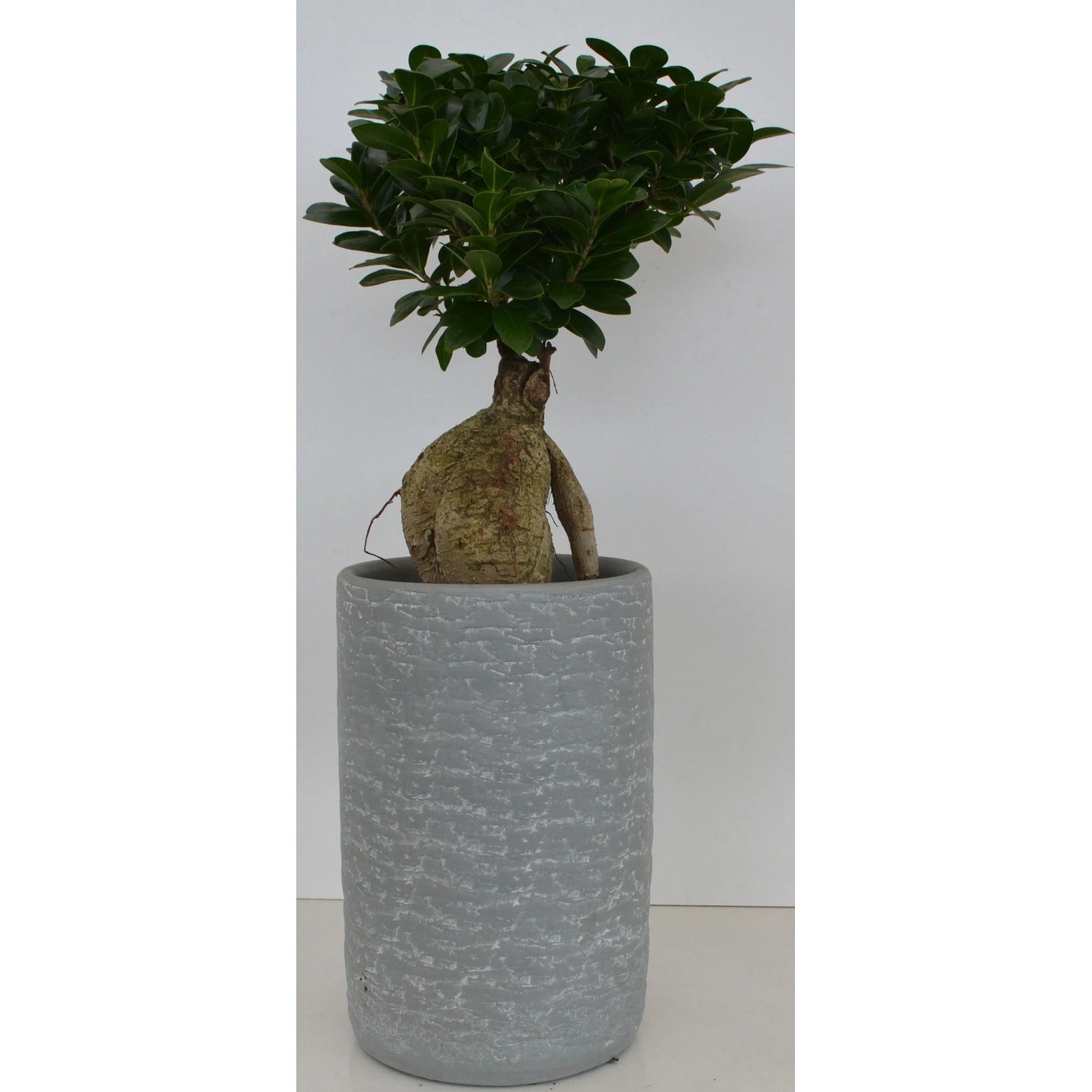 Ficus Ginseng Topf- 21 cm Keramikvase kaufen bei OBI