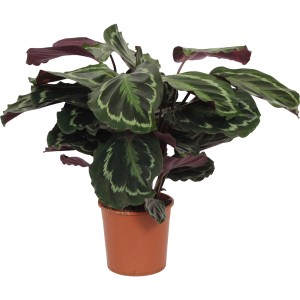 Korbmarante Makoyana im Topf, ca. 40-55 cm hoch. Grünpflanze mit auffälliger Blattzeichnung für Innenräume.