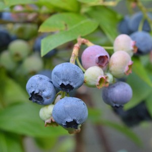 Nahaufnahme von reifen und unreifen Bio-Heidelbeeren der Sorte Goldtraube am Strauch.