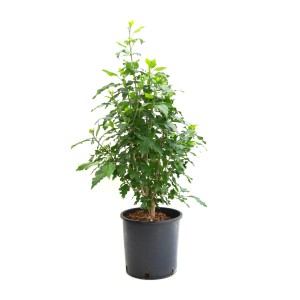 Garteneibisch (Hibiscus syriacus) im Topf, grüne Blätter, Solitärgehölz von GROW by OBI.