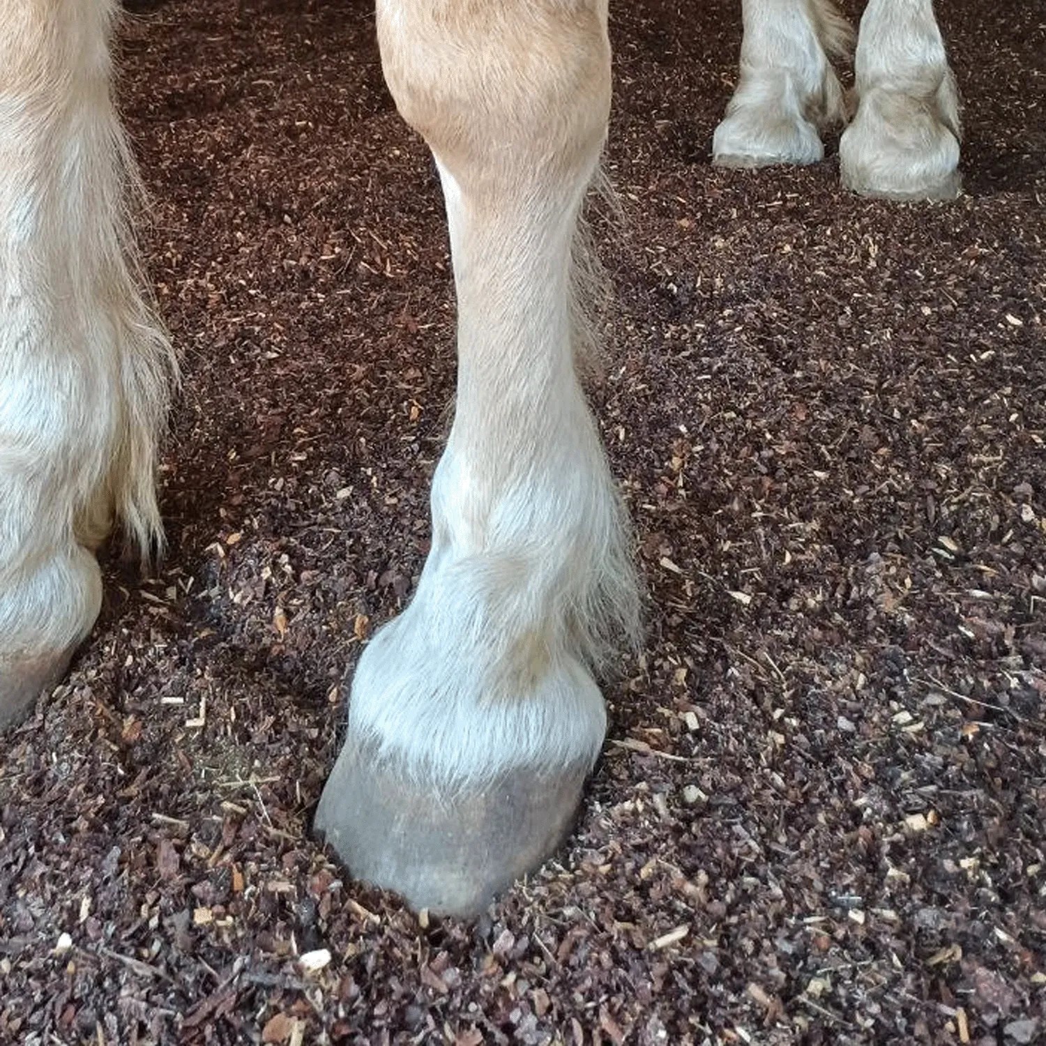 Helle Pferdebeine und Hufe auf goldbrauner STROY Waldbodeneinstreu aus Kiefernholz im Stall.