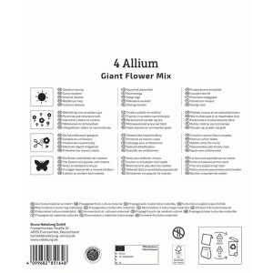 Kiepenkerl Zierlauch Mega-Pack, Großblumige Mischung mit 4 Blumenzwiebeln.