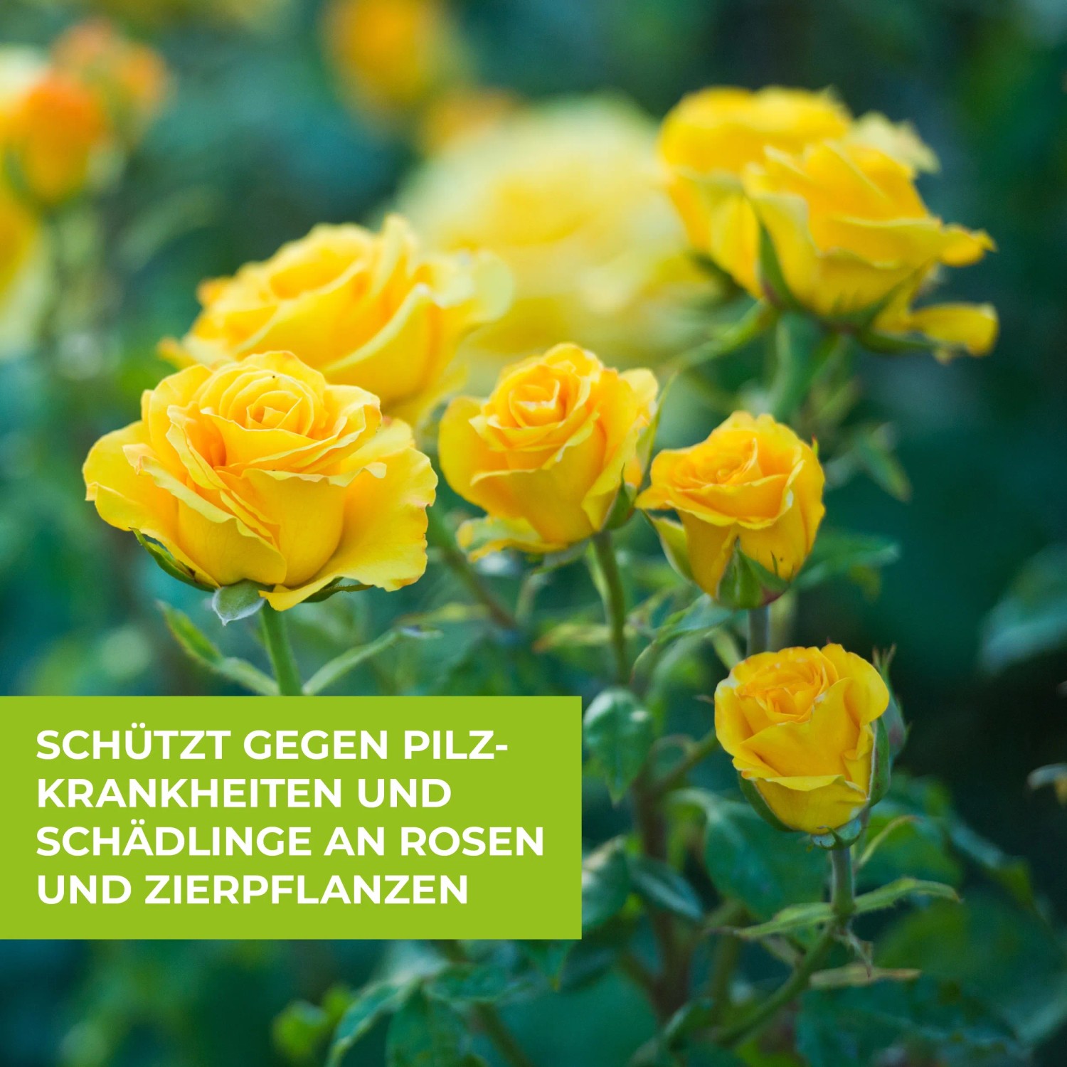 Protect Garden Pflanzenschutzmittel Rosen Kombi-Set 2 x 4 ml + 15 ml ...
