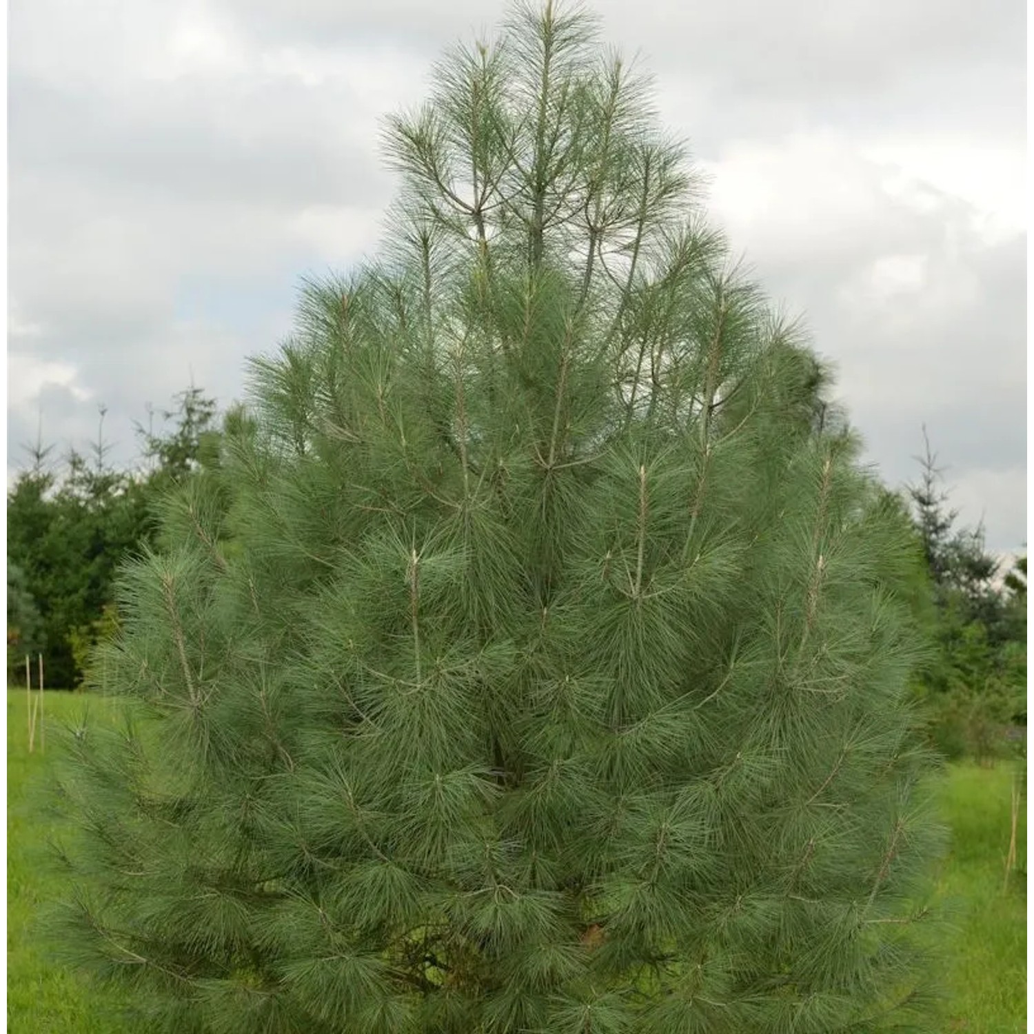 Weißkiefer 50-60cm - Pinus sabiniana