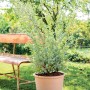 Deroma Pflanztopf Zylinder Bordato, 23 cm, weiß, aus Terrakotta, mit Pflanze im Garten.