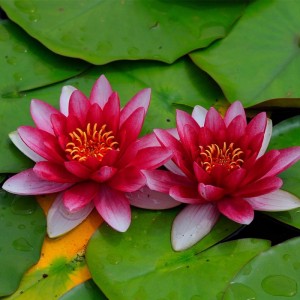 Vdvelde Rote Seerose Komplettset Inkl Korb Substrat Kies & Nahrung