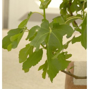 Feigenbaum Rouge de Bordeaux (Ficus carica) mit grünen Blättern.