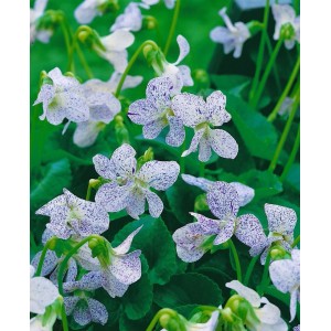 Wiesenveilchen Viola Sororia Freckles im 9x9 cm Topf mit weiß-violett gesprenkelten Blüten.