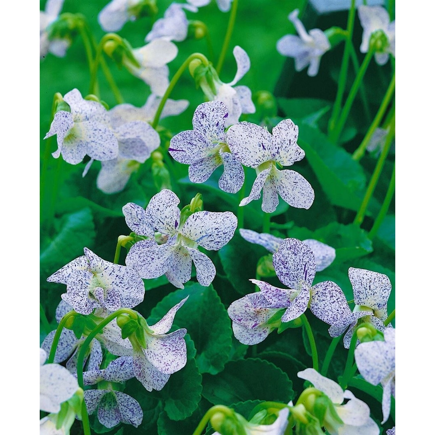 Viola Sororia Freckles Wiesenveilchen Ca 9x9 cm Topf günstig online kaufen