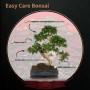 Eleganter S-förmiger Bonsai Baum mit grünen Blättern und gnarled Stamm in dunklem Keramiktopf. Pflegeleichter Hausbaum.