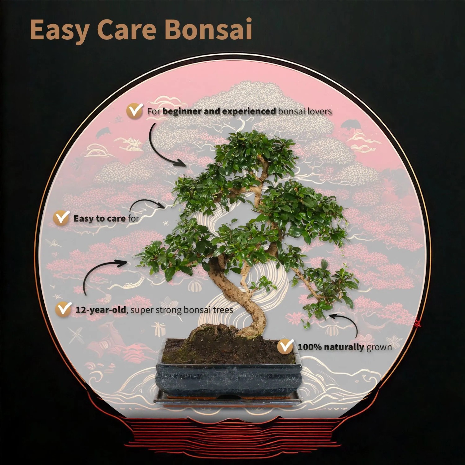 Eleganter S-förmiger Bonsai Baum mit grünen Blättern und gnarled Stamm in dunklem Keramiktopf. Pflegeleichter Hausbaum.