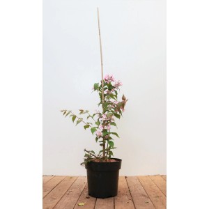 Kolkwitzia 'Pink Cloud' im Topf, 40-60 cm hoch, mit zarten rosa Blüten. Ideal für Garten und Beet.