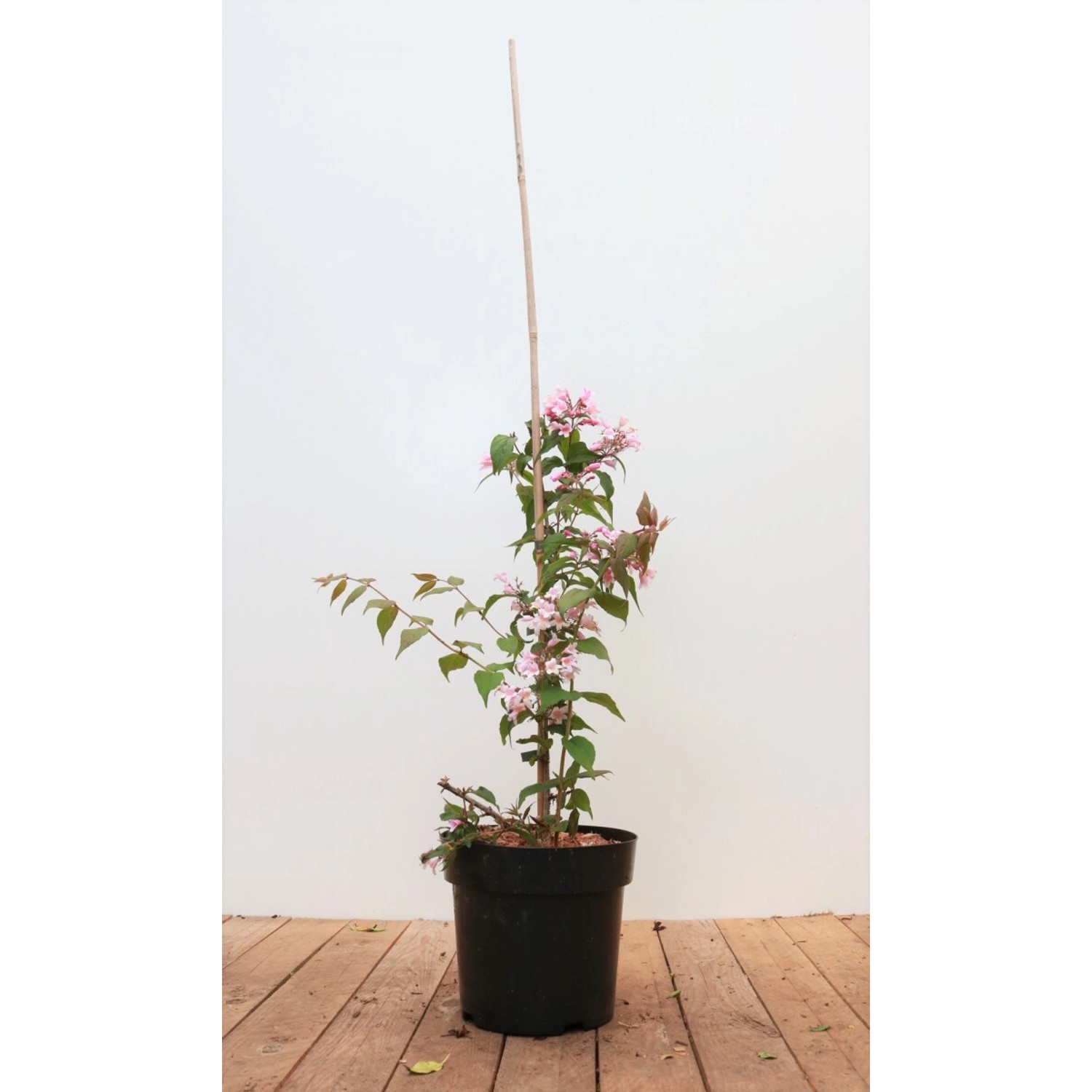 Kolkwitzia Amabilis Perlmuttstrauch Pink Cloud 40-60 cm günstig online kaufen