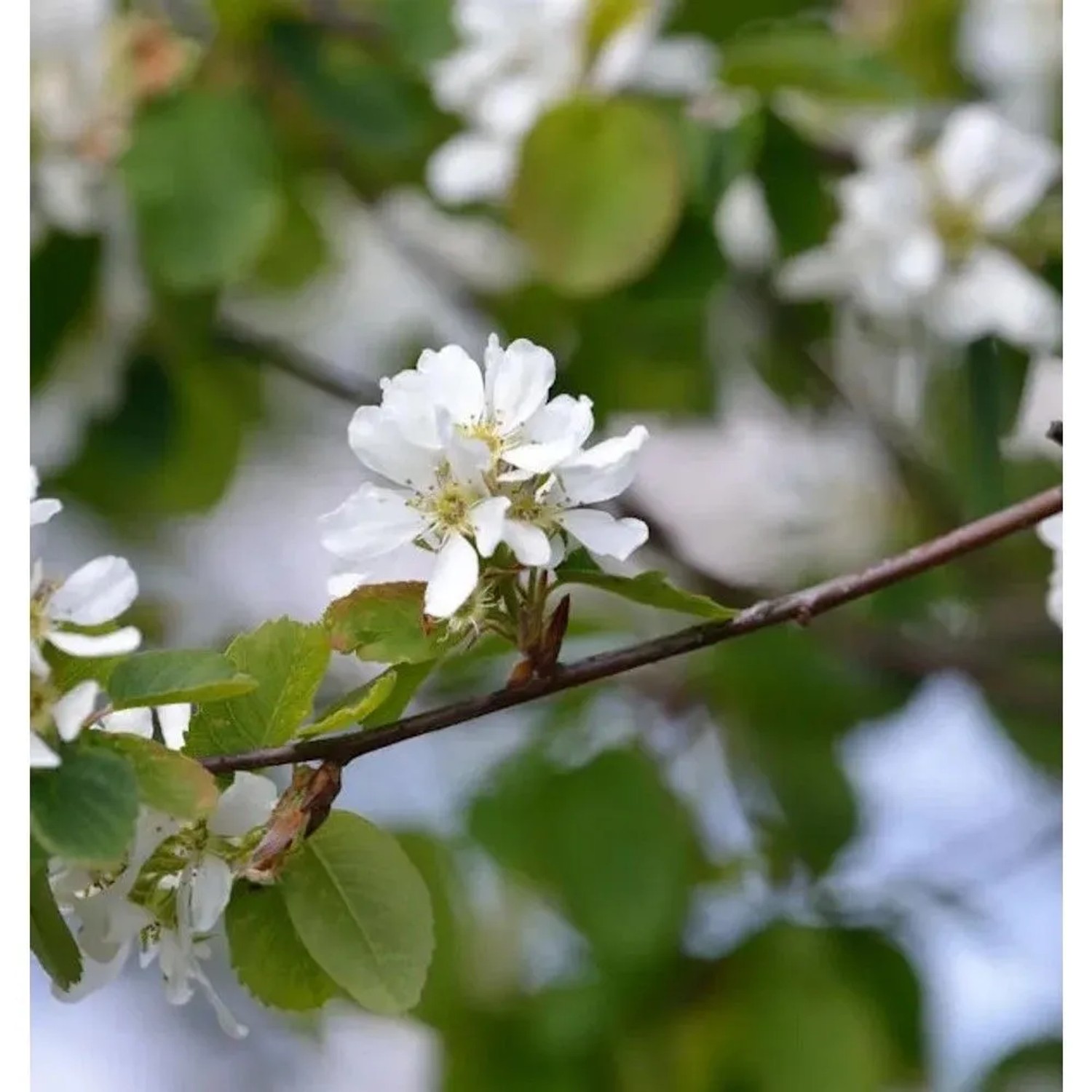 Erlenblättrige Felsenbirne Greatberry Fruity 40-60cm - Amelanchier alnifolia