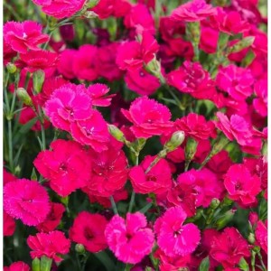 Nahaufnahme der Whatfield Magenta Federnelke (Dianthus plumarius) mit pinkfarbenen Blüten.