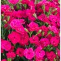 Nahaufnahme der Whatfield Magenta Federnelke (Dianthus plumarius) mit pinkfarbenen Blüten.