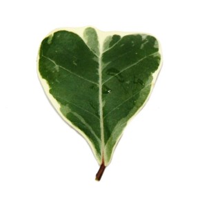 Blatt der Ficus Triangularis Variegata (Natalfeige) mit dreieckiger Form und weißem Rand.