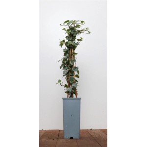 Hedera Helix 'Eva' Efeu im Topf mit Rankhilfe, grün-gelbe Kletterpflanze.