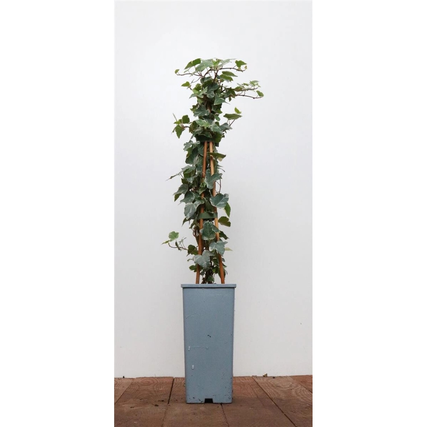 Hedera Helix Eva Efeu Grün-Gelb 40–60 cm günstig online kaufen