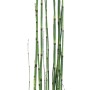 Teichschachtelhalm (Equisetum japonicum) im Topf, grüne Halme mit dunklen Abschnitten.