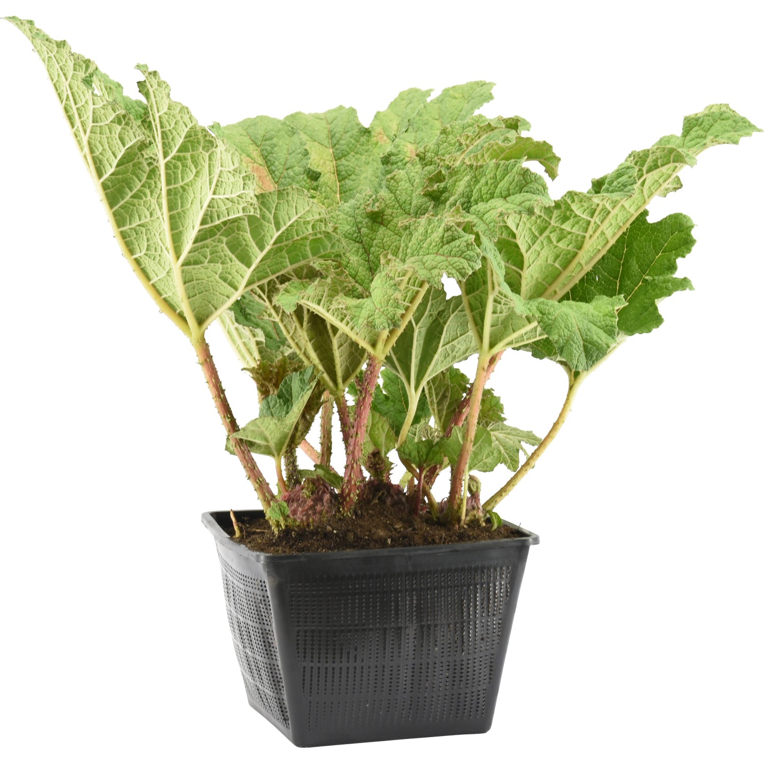 OBI Mammutblatt TopfØ ca. 28 cm Gunnera manicata kaufen bei OBI