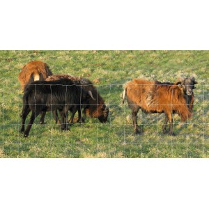 Floraworld Knotengeflecht Zaun mit Schafen auf einer Weide.