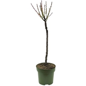 GROW by OBI Bio Zwergpfirsich Stämmchen im Topf, ca. 60-80 cm hoch.