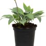 Blau-graue Funkie (Hosta) im Topf, ca. 17 cm Durchmesser. Dekorative Garten- und Terrassenpflanze.