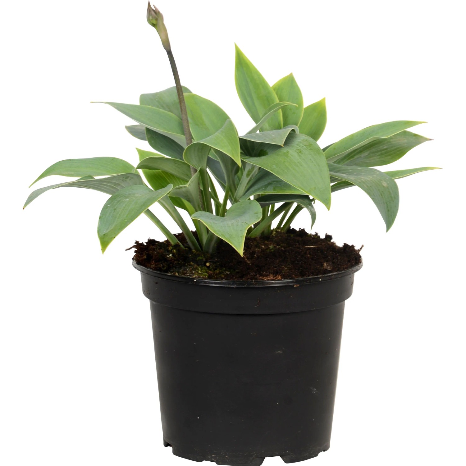 Blau-graue Funkie (Hosta) im Topf, ca. 17 cm Durchmesser. Dekorative Garten- und Terrassenpflanze.