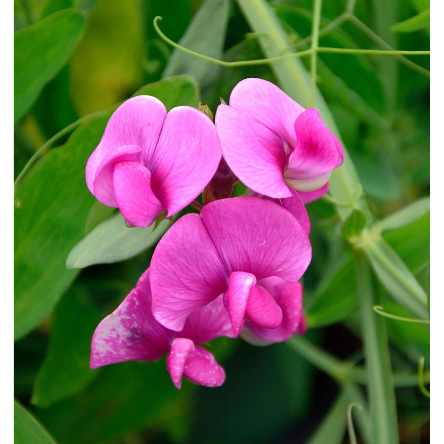 Rosa Breitblättrige Platterbse - Lathyrus latifolius günstig online kaufen