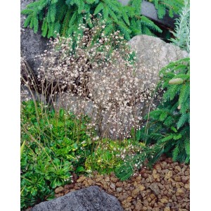 Buntlaubiger Steinbrech Saxifraga im 9x9 cm Topf, ideal als Bodendecker im Garten.