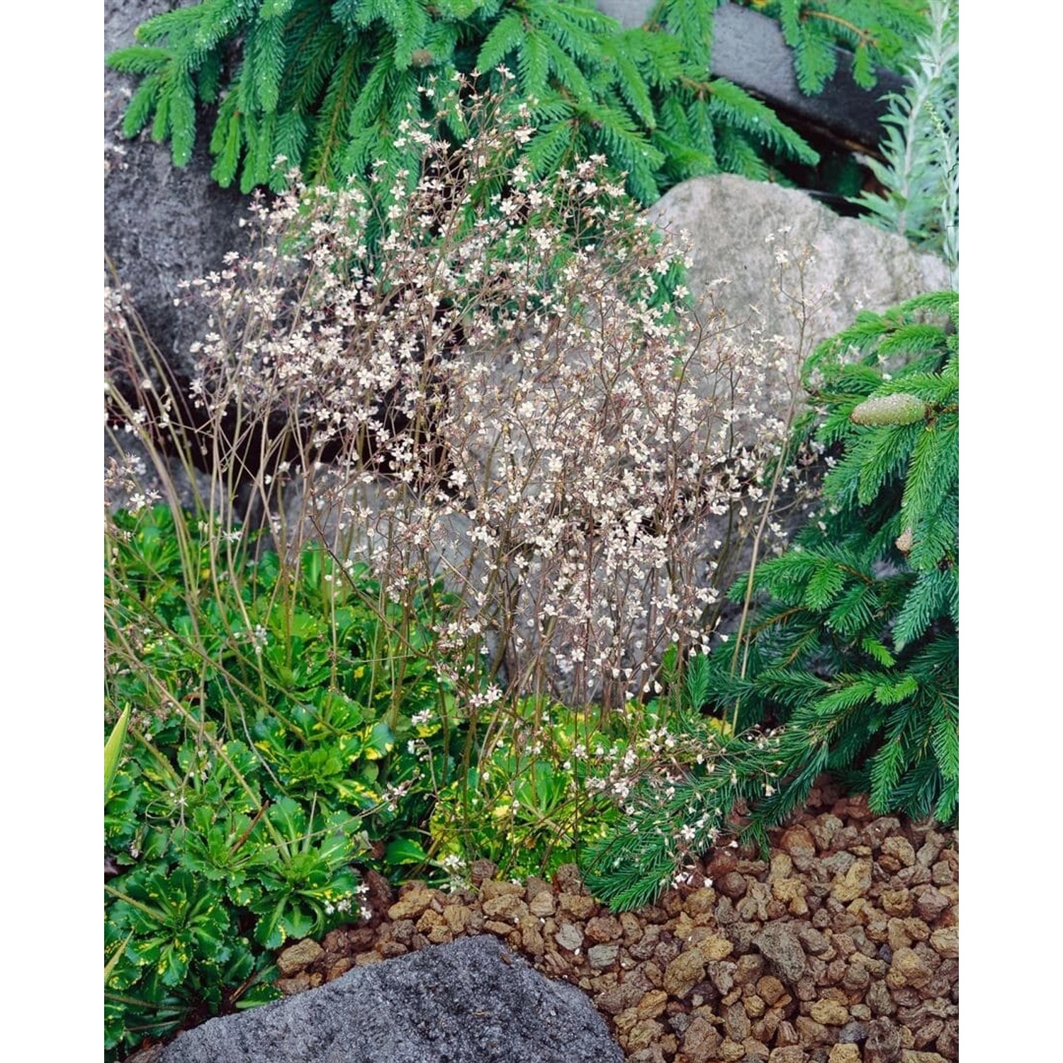 Saxifraga X Urbium Variegata Steinbrech Buntlaubig Ca. 9x9 cm Topf günstig online kaufen
