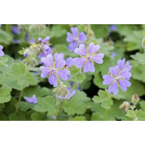 Nahaufnahme des Kaukasus-Storchschnabels Geranium Renardii mit zarten, hellvioletten Blüten und grünen Blättern.