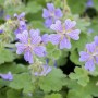 Nahaufnahme des Kaukasus-Storchschnabels Geranium Renardii mit zarten, hellvioletten Blüten und grünen Blättern.