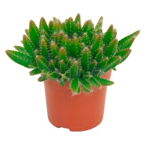 Drachenfrucht Kaktus im Topf (ca. 10,5 cm Ø) mit grünen Trieben und feinen, weißen Dornen.