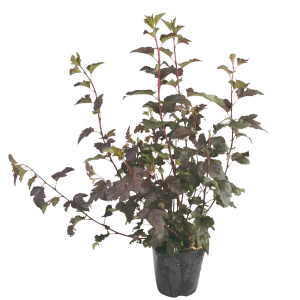 Blasenspiere Diabolo im Topf, ca. 80 cm hoch, mit rotlaubigen Blättern.