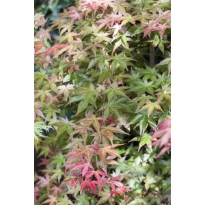 Acer Palmatum Deshojo: Japanischer Ahorn mit leuchtend roten und grünen Blättern.