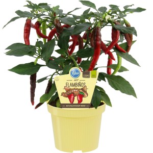 BLU Chili Flambinos im Topf: Scharfe, rote Chili-Früchte an grüner Pflanze im gelben Topf.