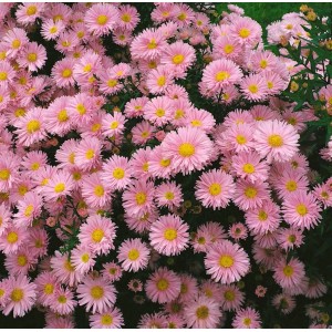 Nahaufnahme der rosa blühenden Glattblattaster 'Patricia Ballard' im 9x9 cm Topf.