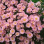 Nahaufnahme der rosa blühenden Glattblattaster 'Patricia Ballard' im 9x9 cm Topf.