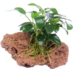 Dennerle Anubias nana Aquariumpflanze auf porösem Stein mit grünen Blättern und Wurzeln.