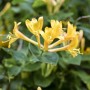 Gelbes Geißblatt (Lonicera Heckrottii) mit grünen Blättern, eine duftende Kletterpflanze.