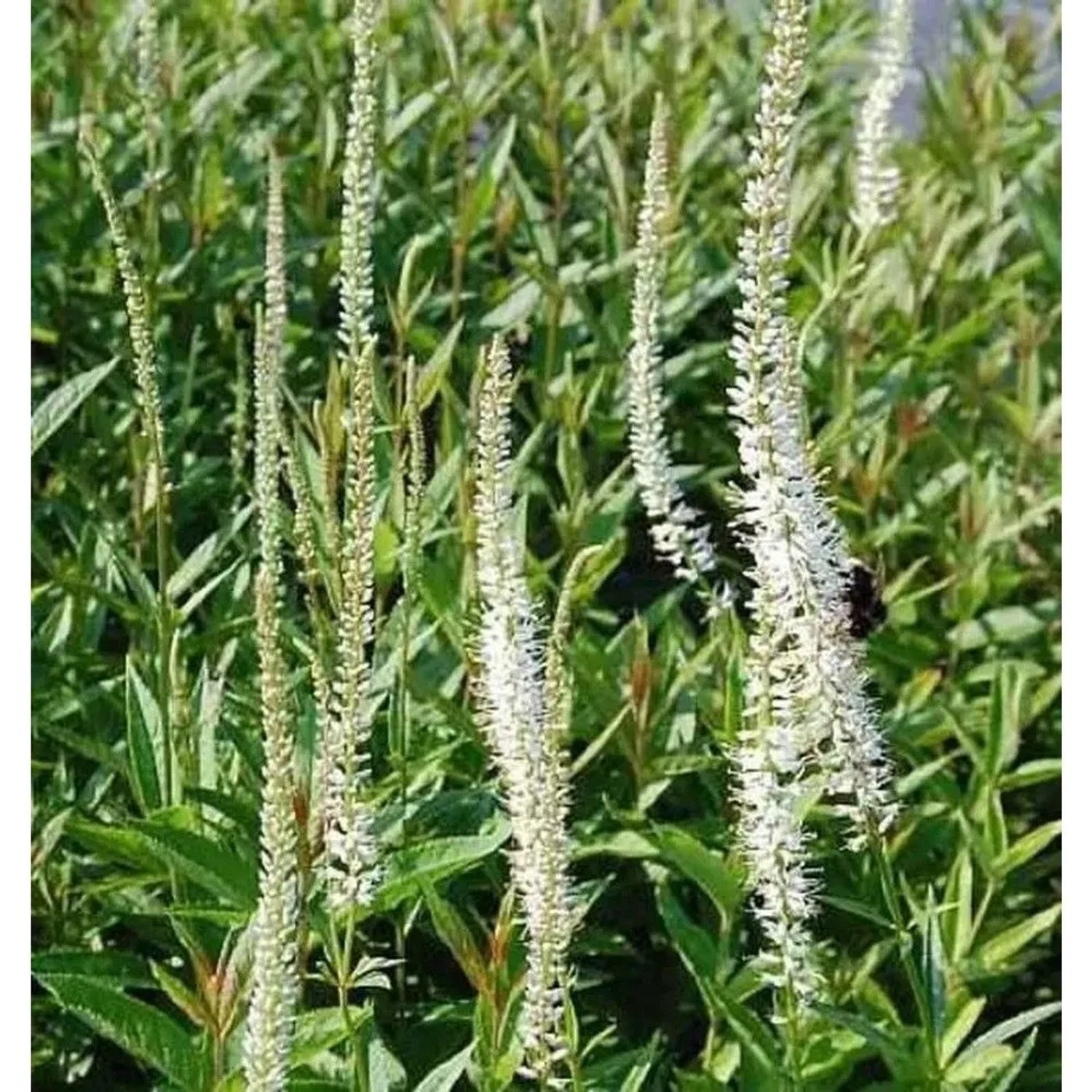 Virginischer Riesen Ehrenpreis Diana - Veronicastrum virginicum