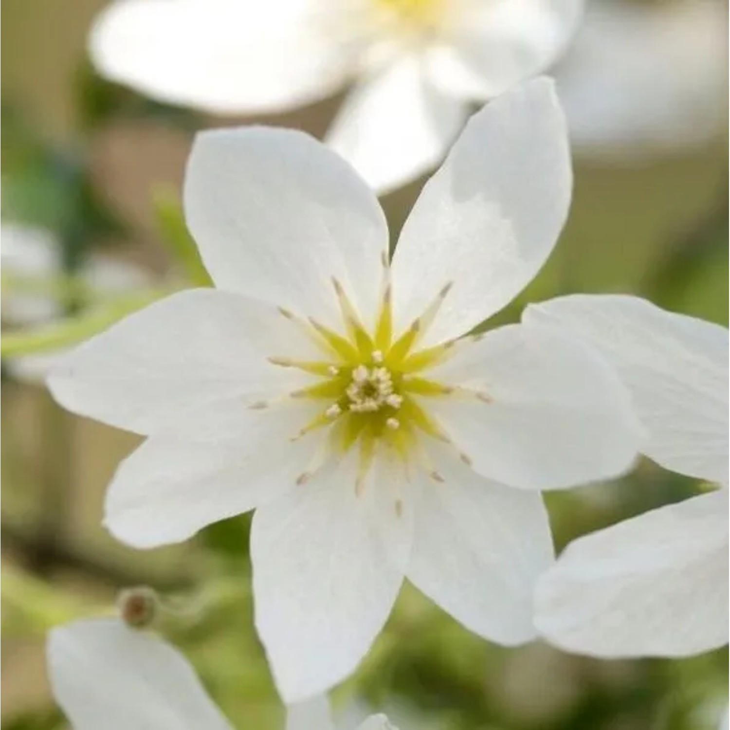 Waldrebe 'Joe' Clematis 50 bis 60 cm im Container Weiße Blüten