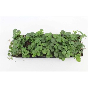 Golderdbeere Waldsteinia Ternata im 9x9 cm Topf, immergrüner Bodendecker.