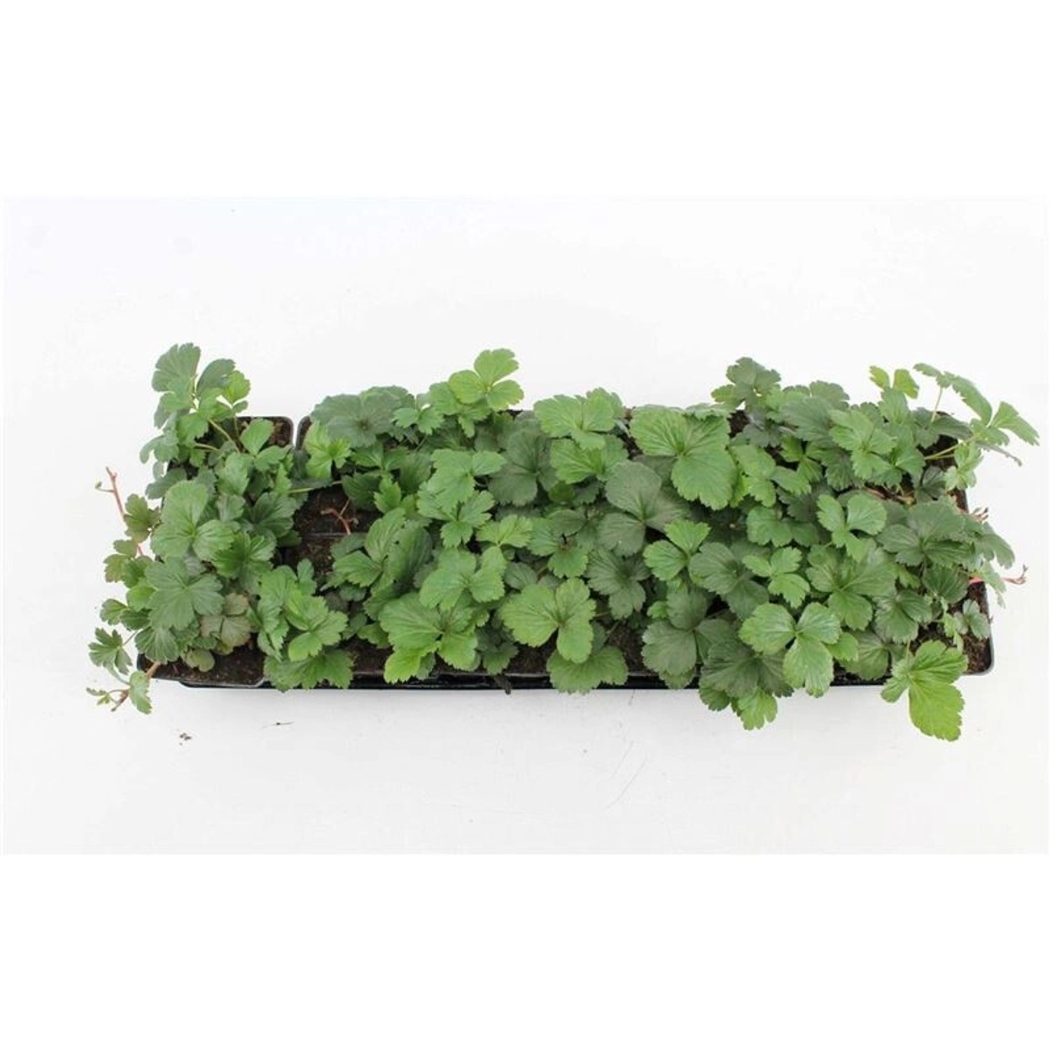 Waldsteinia Ternata Golderdbeere Immergrün Ca. 9x9 cm Topf günstig online kaufen