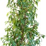 Kirschlorbeer Angustifolia, ca. 125-150cm hoch, im Ballen. Ideal als Heckenpflanze.