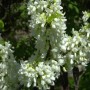 Blühender Chinesischer Judasbaum Shirobana mit weißen Blüten, Nahaufnahme.