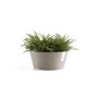 Braungraue Ecopots Pflanzschale Frankfurt, 40 cm, mit Farn.