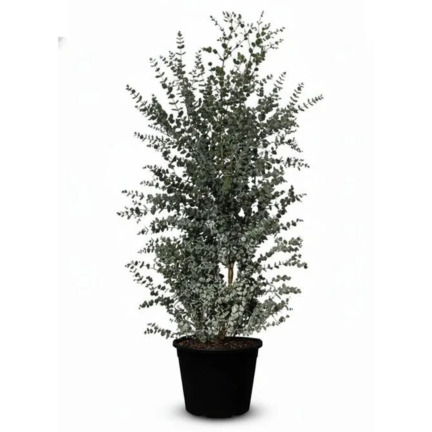 Sunny-Tree Eucalyptus gunnii Azura 200 cm Winterhart